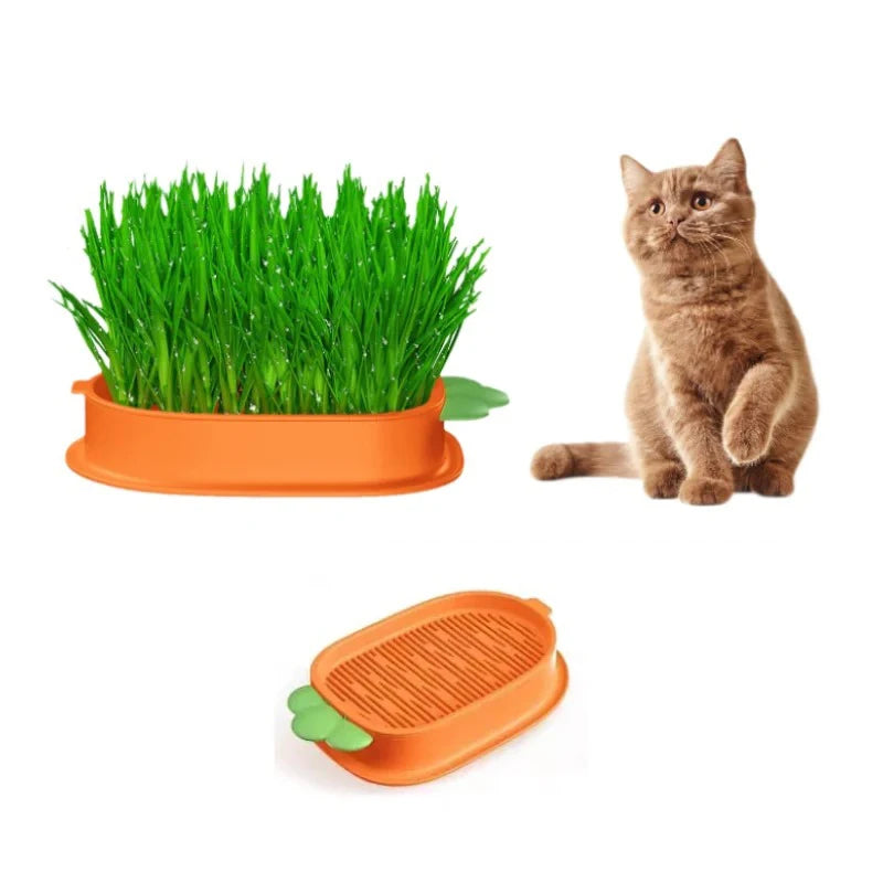 "Cat Grass Hydroponic Planter for Healthy Growth & Digestion"